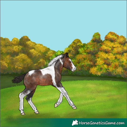 Horse Color:Brown Sabino Tobiano Rabicano 