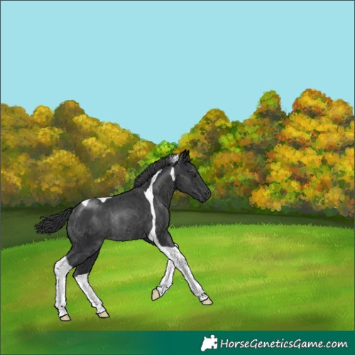 Horse Color:Black Tobiano Rabicano 