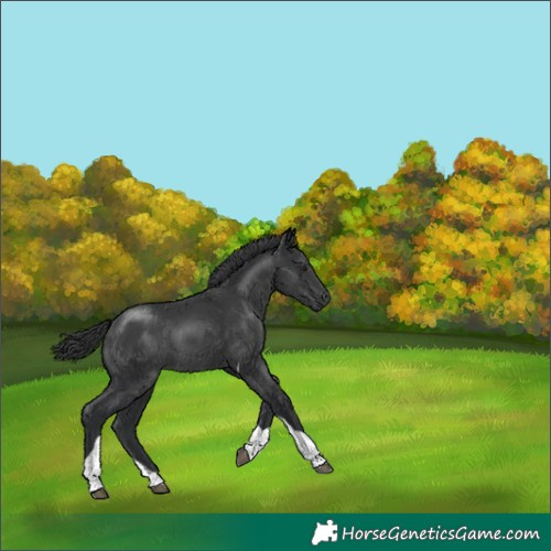 Horse Color:Black Tobiano 