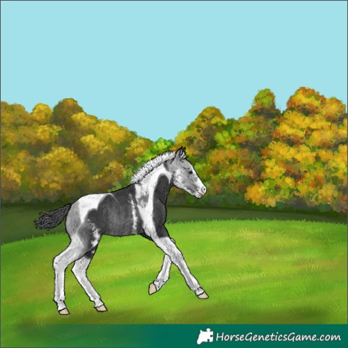Horse Color:Black Sabino Tobiano Rabicano 