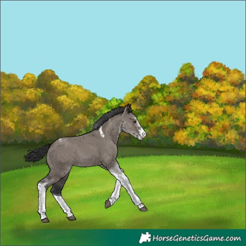 Horse Color:Grullo Sabino Tobiano 