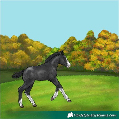 Horse Color:Black Sabino Tobiano 