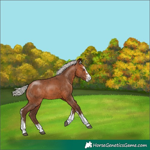 Horse Color:Silver Bay Sabino 