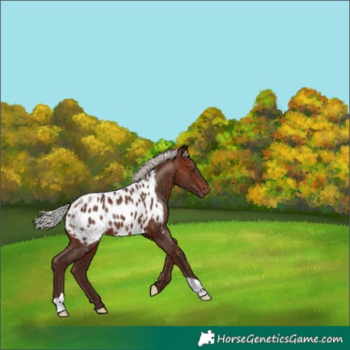 Horse Color:Silver Brown Appaloosa 