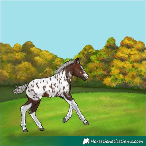Horse Color:Silver Brown Sabino Tobiano Appaloosa 