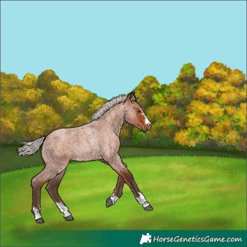 Horse Color:Silver Bay Roan Rabicano 