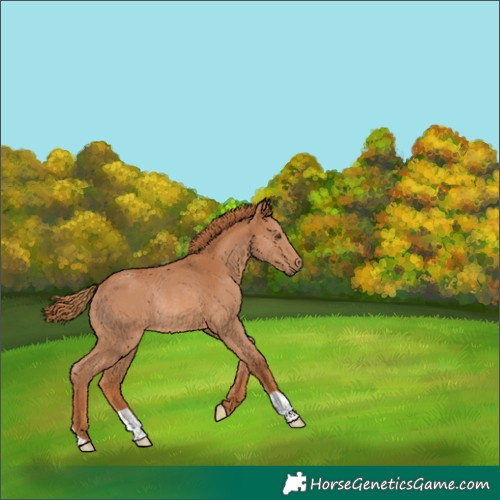 Horse Color:Chestnut Rabicano 