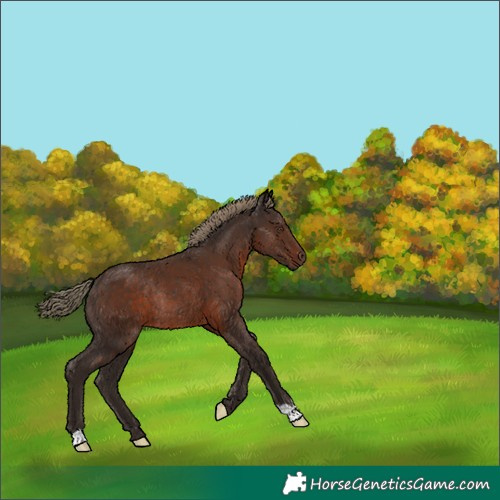 Horse Color:Liver Chestnut Rabicano 