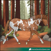 Horse Color:White Spotted Chestnut Rabicano