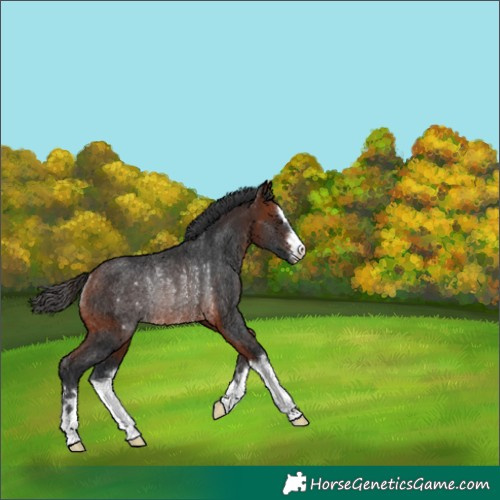 Horse Color:Bay Rabicano 