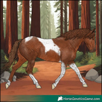 Horse Color:Chestnut Tobiano Rabicano