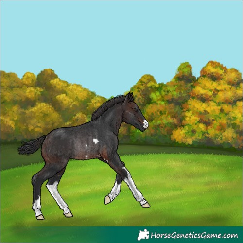 Horse Color:Brown Rabicano 