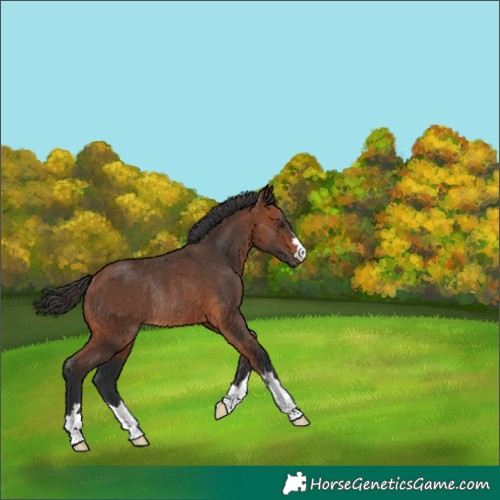Horse Color:Bay Rabicano 