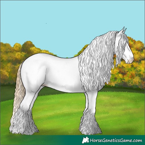 Horse Color:White Spotted Chestnut 