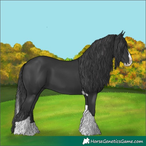 Horse Color:Black Splash Tobiano 