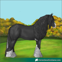 Horse Color:Black Splash Tobiano
