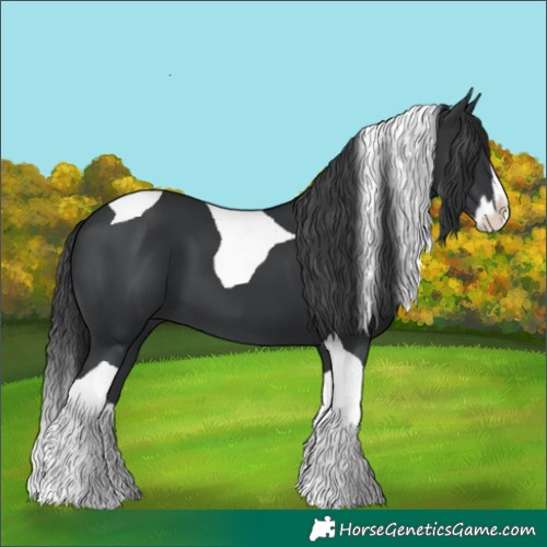 Horse Color:Black Splash Tobiano