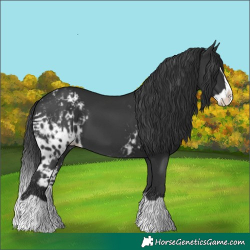 Horse Color:Black Splash Skewed Appaloosa