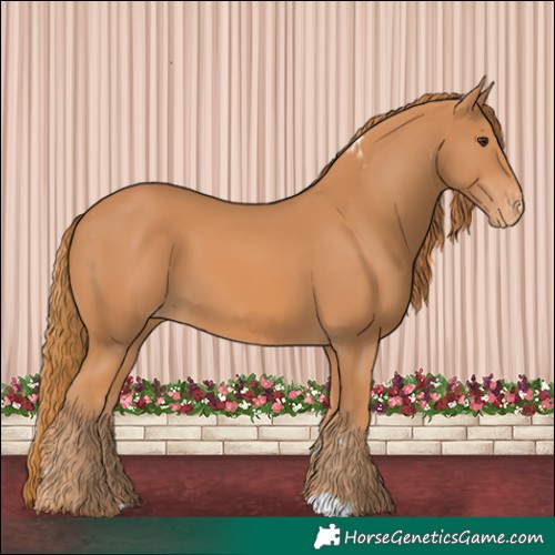 Horse Color:Chestnut Skewed Appaloosa 