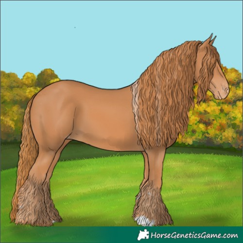 Horse Color:Chestnut Skewed Appaloosa