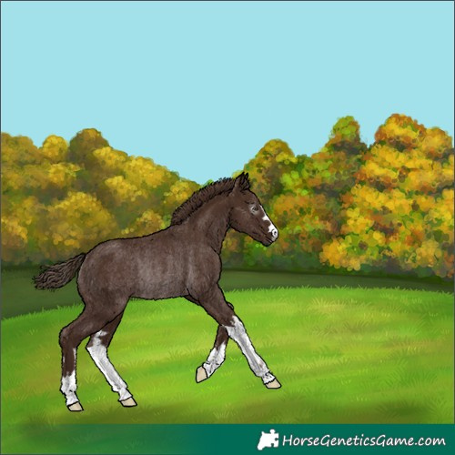 Horse Color:Gray Chestnut Rabicano 