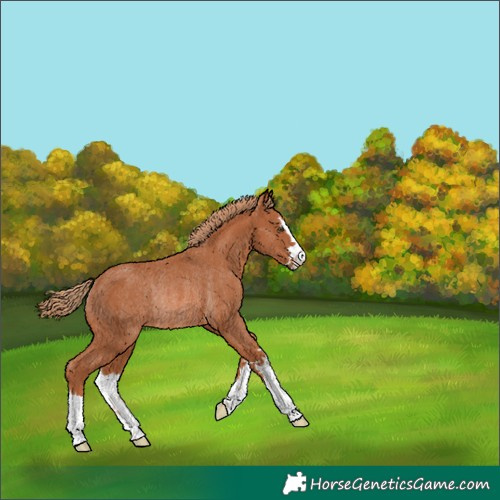 Horse Color:Chestnut Rabicano 
