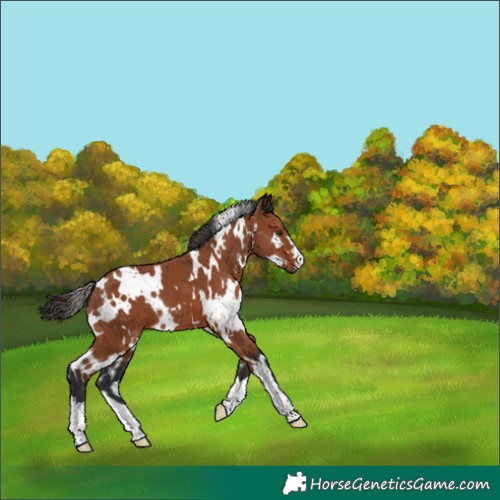 Horse Color:White Spotted Bay 