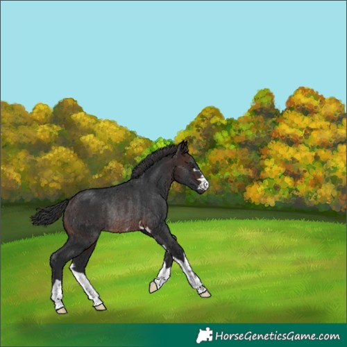 Horse Color:Brown Rabicano 