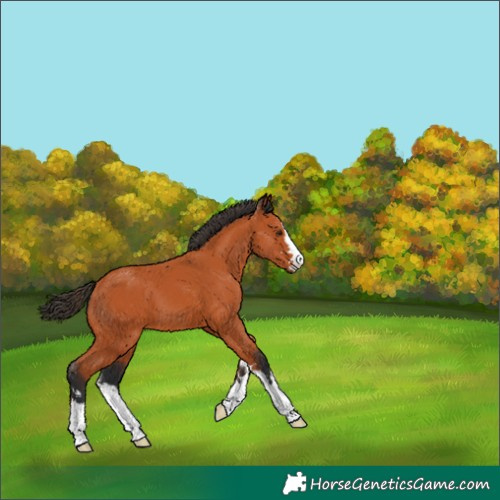 Horse Color:Bay 