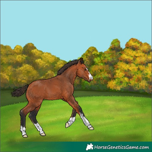 Horse Color:Bay 