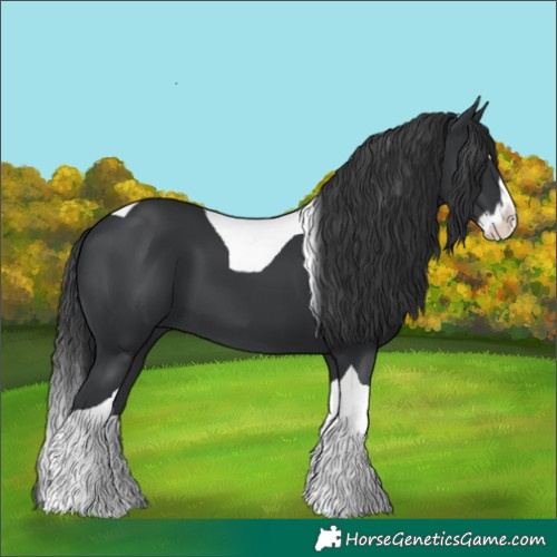 Horse Color:Black Splash Tobiano