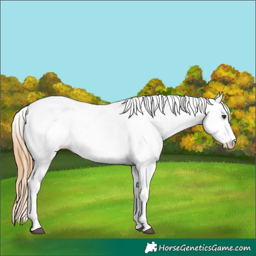 Horse Color:White Spotted Chestnut