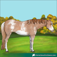 Horse Color:White Spotted Chestnut Sabino Frame