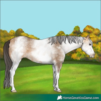 Horse Color:White Spotted Bay Dun