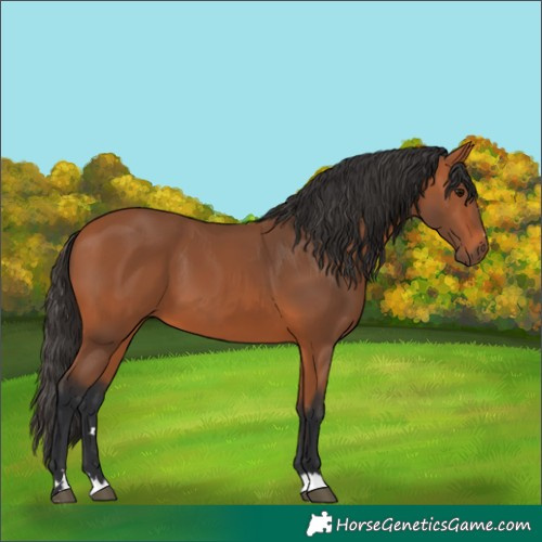 Horse Color:Bay 