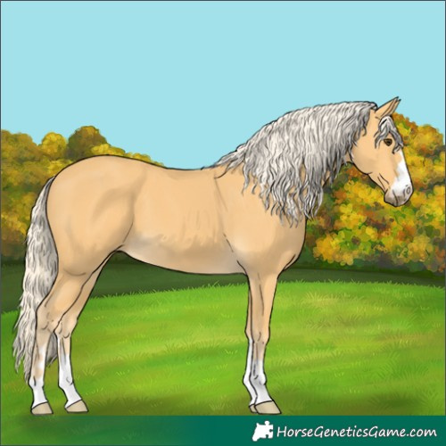 Horse Color:Palomino 