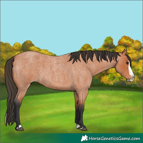 Horse Color:Unknown 