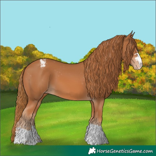 Horse Color:Chestnut Appaloosa 