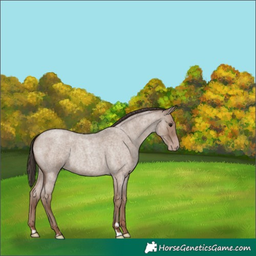 Horse Color:Classic Champagne Roan 