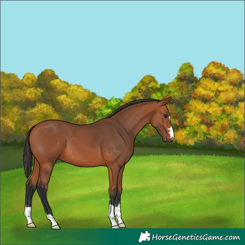 Horse Color:Bay 