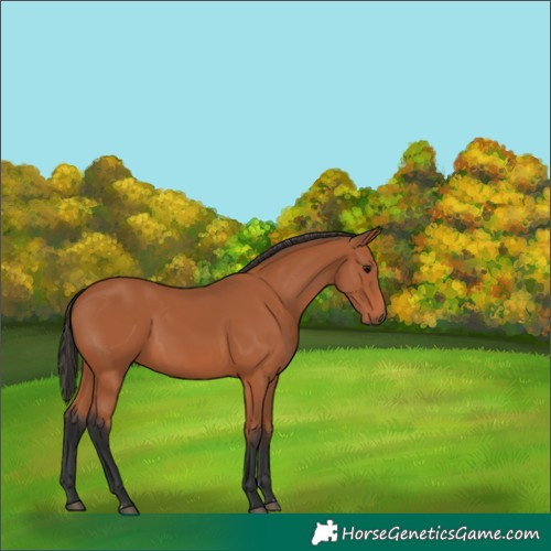 Horse Color:Bay 