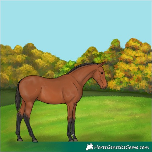 Horse Color:Bay 