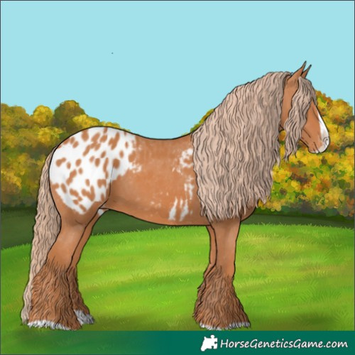 Horse Color:Chestnut Splash Appaloosa