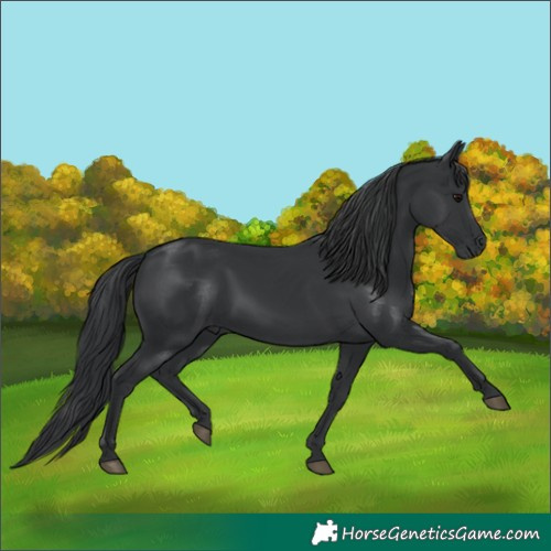 Horse Color:Black 