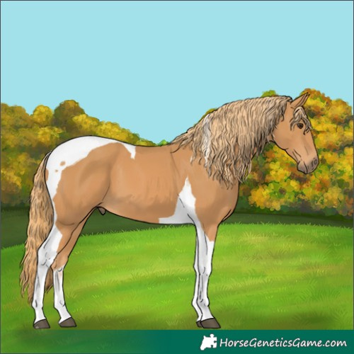 Horse Color:Chestnut Tobiano