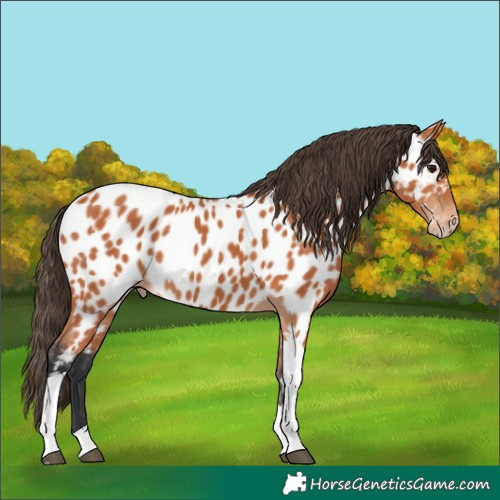 Horse Color:Bay Tobiano Appaloosa 