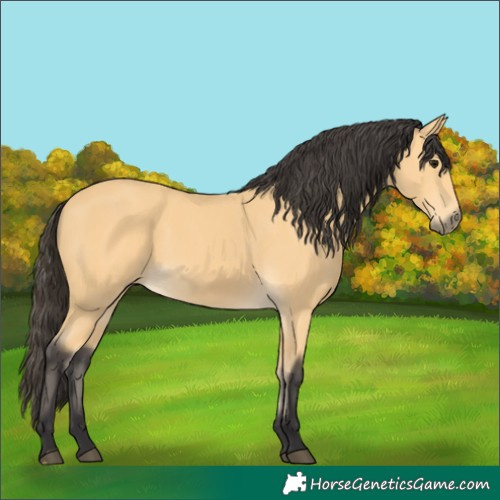 Horse Color:Buckskin 