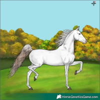 Horse Color:White Spotted Red Roan