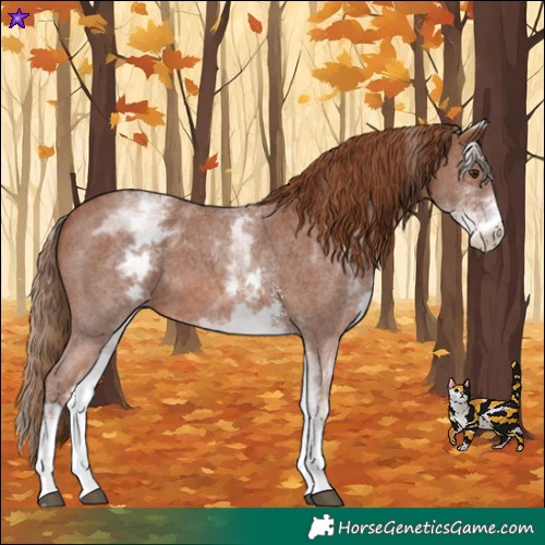 Horse Color:White Spotted Chestnut Sabino 