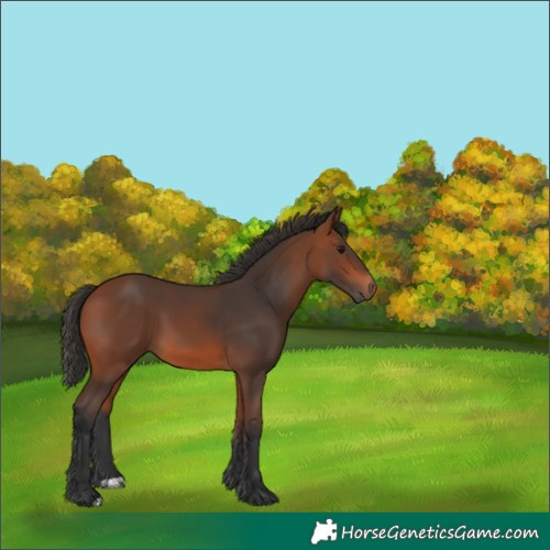 Horse Color:Unknown 
